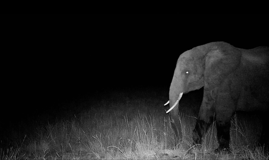 Ghost Elephants_st_2_jpg_sd low_Courtesy of The Wilderness Project Archive