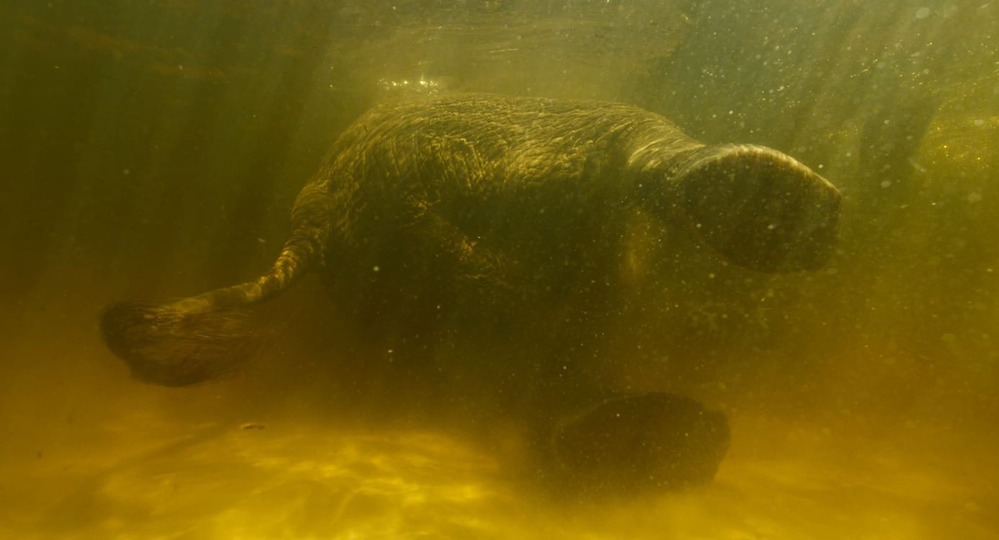 Ghost Elephants_st_8_jpg_sd low_Skellig Rock Inc Roger Horrocks