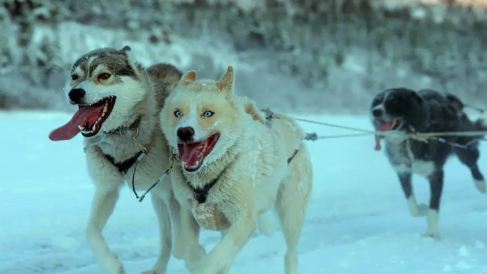 Still van film Folktales